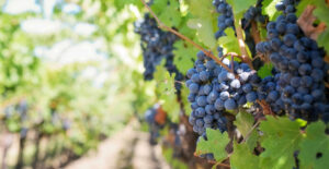 Dark purple grapes growing in a vinyard.