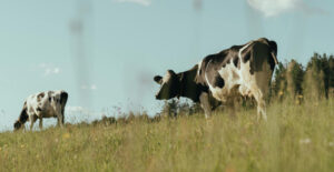 Black and white dairy cows on a grassy field