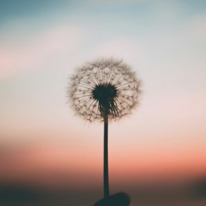 A dandelion clock held in front of a pastel sunset.