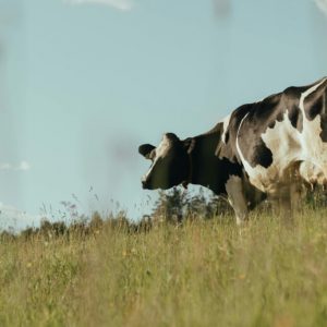 Black and white dairy cows on a grassy field