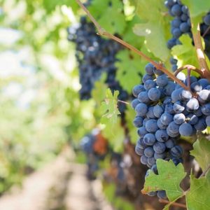 Dark purple grapes growing in a vinyard.